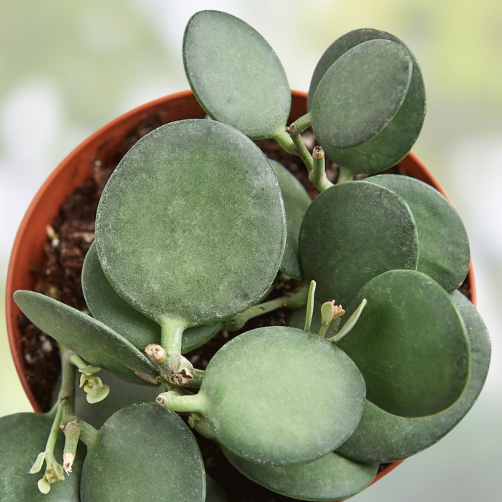 Silver Dollar Plant Cuttings | String of Coins | Xerosicyos Danguyi Succulent | 4-inch Pot | Live Houseplant or Starter Plant