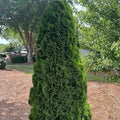 Thuja occidentalis Brandon Bare Root Evergreen Tree 8-12in Hardy Shrub for Zones 3-7 Live Plant
