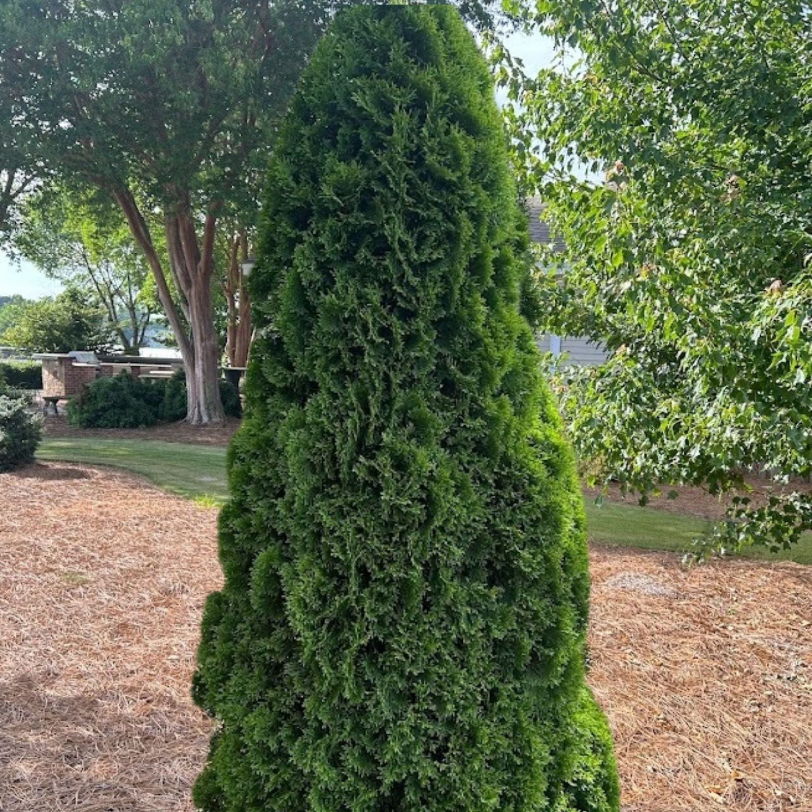 Thuja occidentalis Brandon Bare Root Evergreen Tree 8-12in Hardy Shrub for Zones 3-7 Live Plant