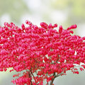 Burning Bush Live Bare Root Seedling Euonymus alatus Drought Tolerant Ornamental Shrub Landscaping 4-8 Inches