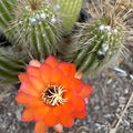 Echinopsis Orange Paramount Cactus Plant 1 Pup Succulent Houseplant Easy Care Bright Orange Flowers