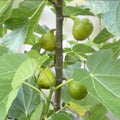 White Marseille Fig Cuttings Ficus carica Live Plant Starter Bare Root Propagation Kit