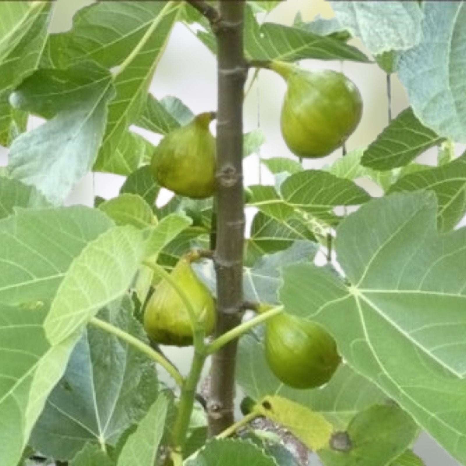White Marseille Fig Cuttings Ficus carica Live Plant Starter Bare Root Propagation Kit