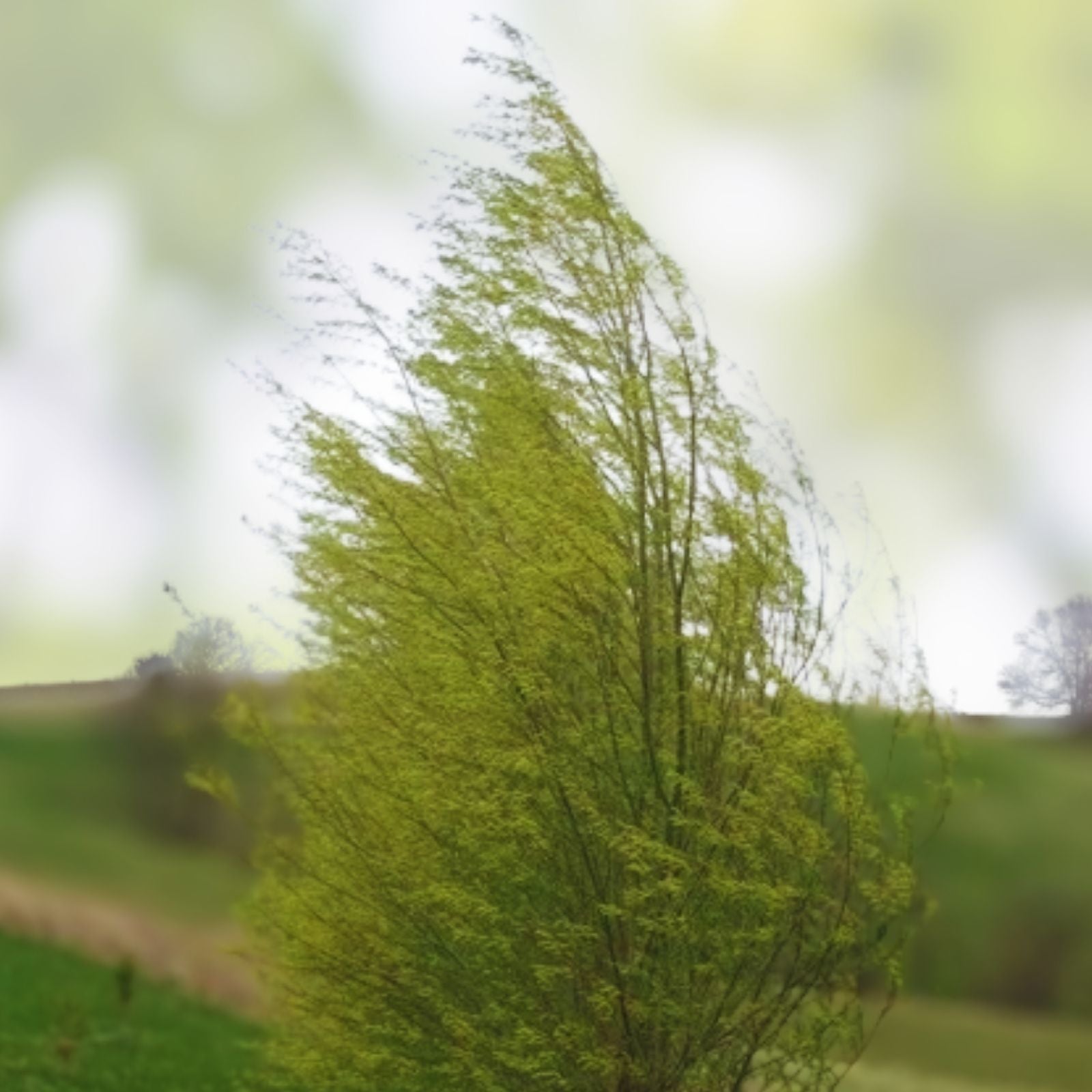 Austree Hybrid Willow Tree Cuttings 5 Pack, Fast Growing Privacy Trees, Salix × sepulcralis, Live Planting Material