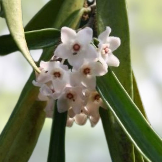 Hoya longifolia Live Plant Starter Indoor Outdoor Houseplant Wall String Bean Green 4-6 inches