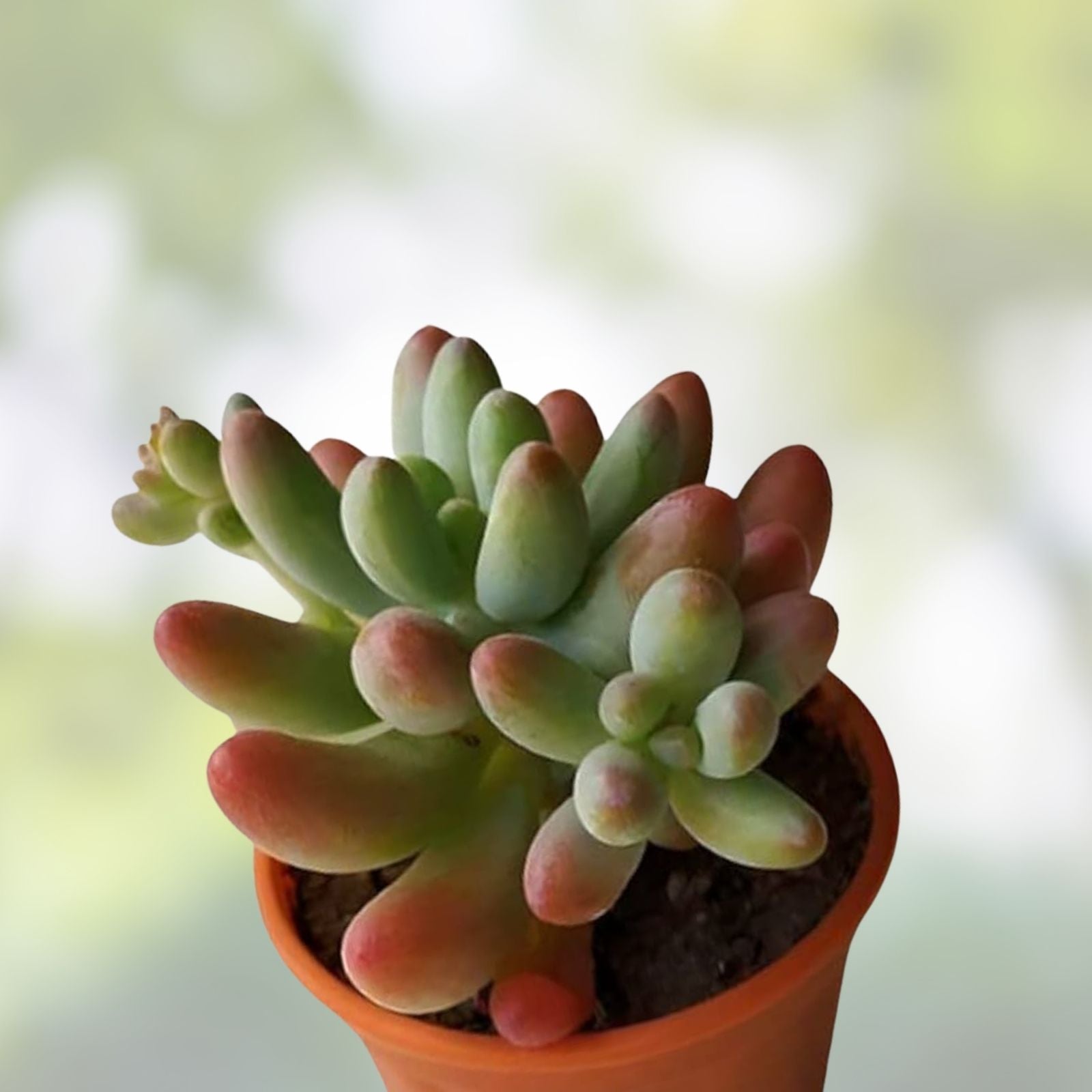 7-Inch Pink Sedum Pachyphyllum Succulent Cluster | Rare Indoor Live Plant | Rooted, Healthy, Perfect for Home Decor