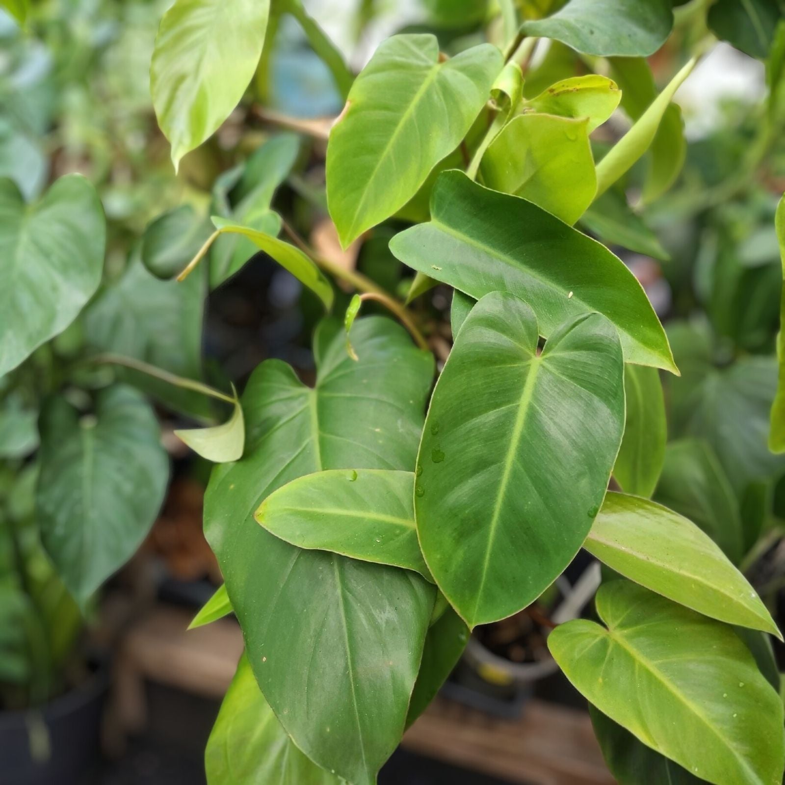 Philodendron Emerald Cutting 7-10 Inches Live Houseplant Indoor Plant Green Tropical Plant