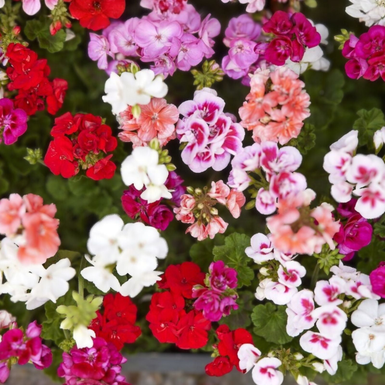 Zonal Geranium Cuttings Coral Pelargonium Live Plant 10 Stems for Rooting Propagation Gardeners Plant Lovers