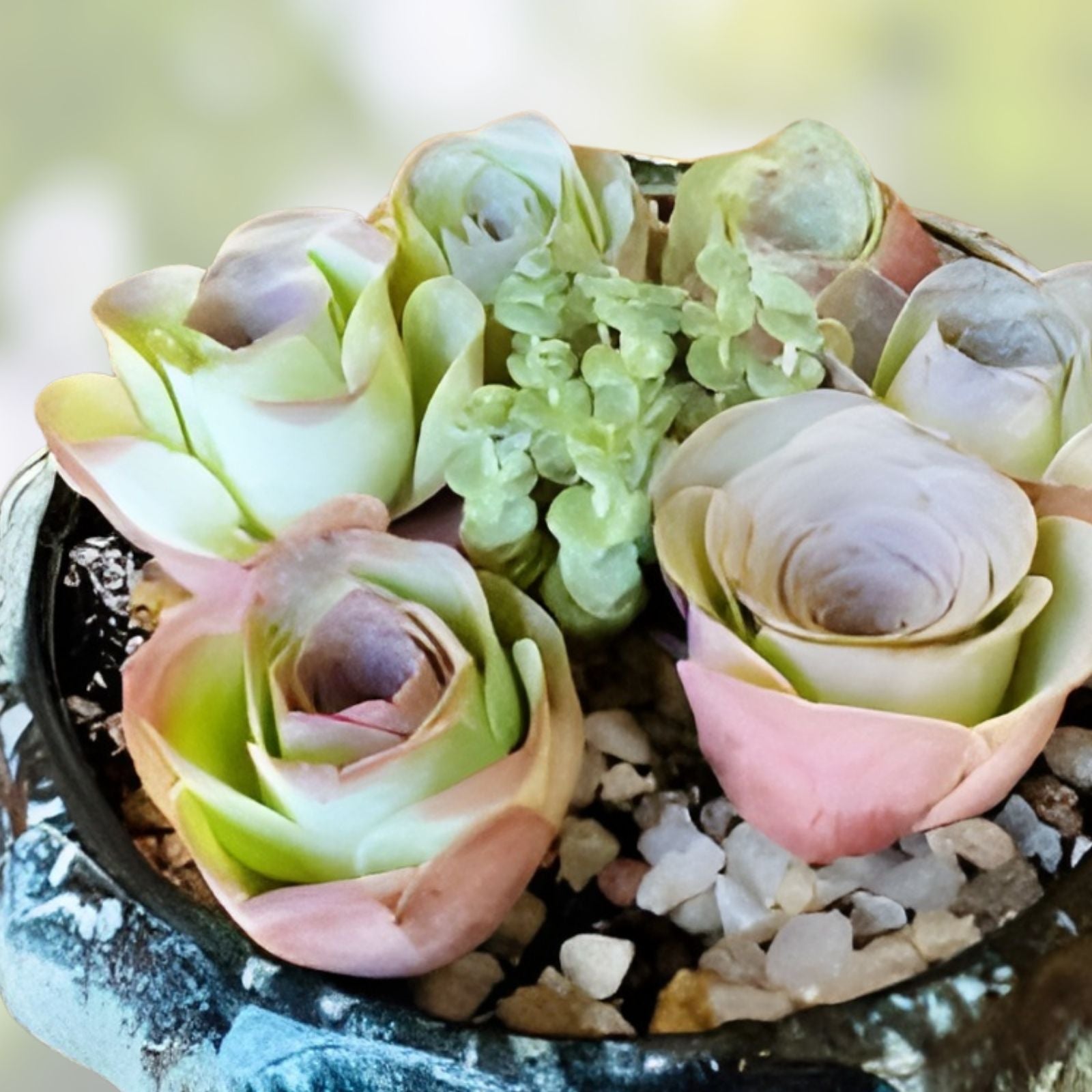 Greenovia Mix Cuttings - Rare Succulents for Propagation - Indoor Garden Plants - Aeonium spp.