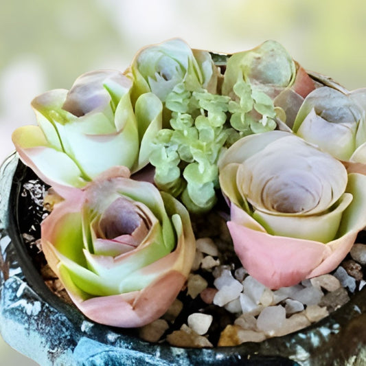 Greenovia Mix Cuttings - Rare Succulents for Propagation - Indoor Garden Plants - Aeonium spp.