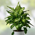 Variated Dieffenbachia Cutting | Rare Dumb Cane Live Plant | Indoor Houseplant | Easy Care Tropical Plant