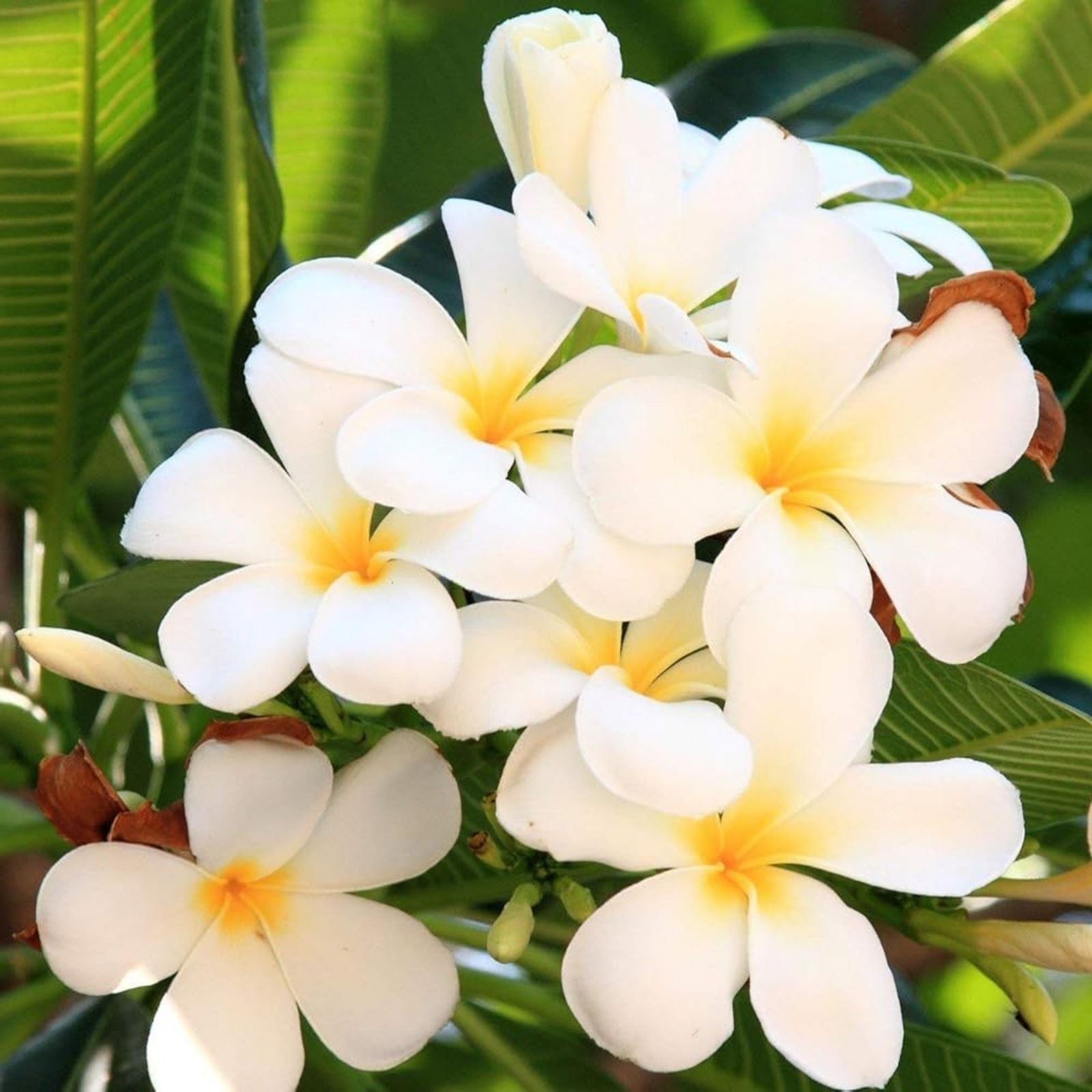 Plumeria Cuttings - Colorful Variety with Vibrant Flowers - Frangipani (Plumeria) for Planting - Fresh Stock