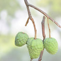 Cherimoya Annona cherimola Cuttings 8 Inch Organic Fruit Tree Propagation 10 Pieces Live Plant Australia Free Shipping