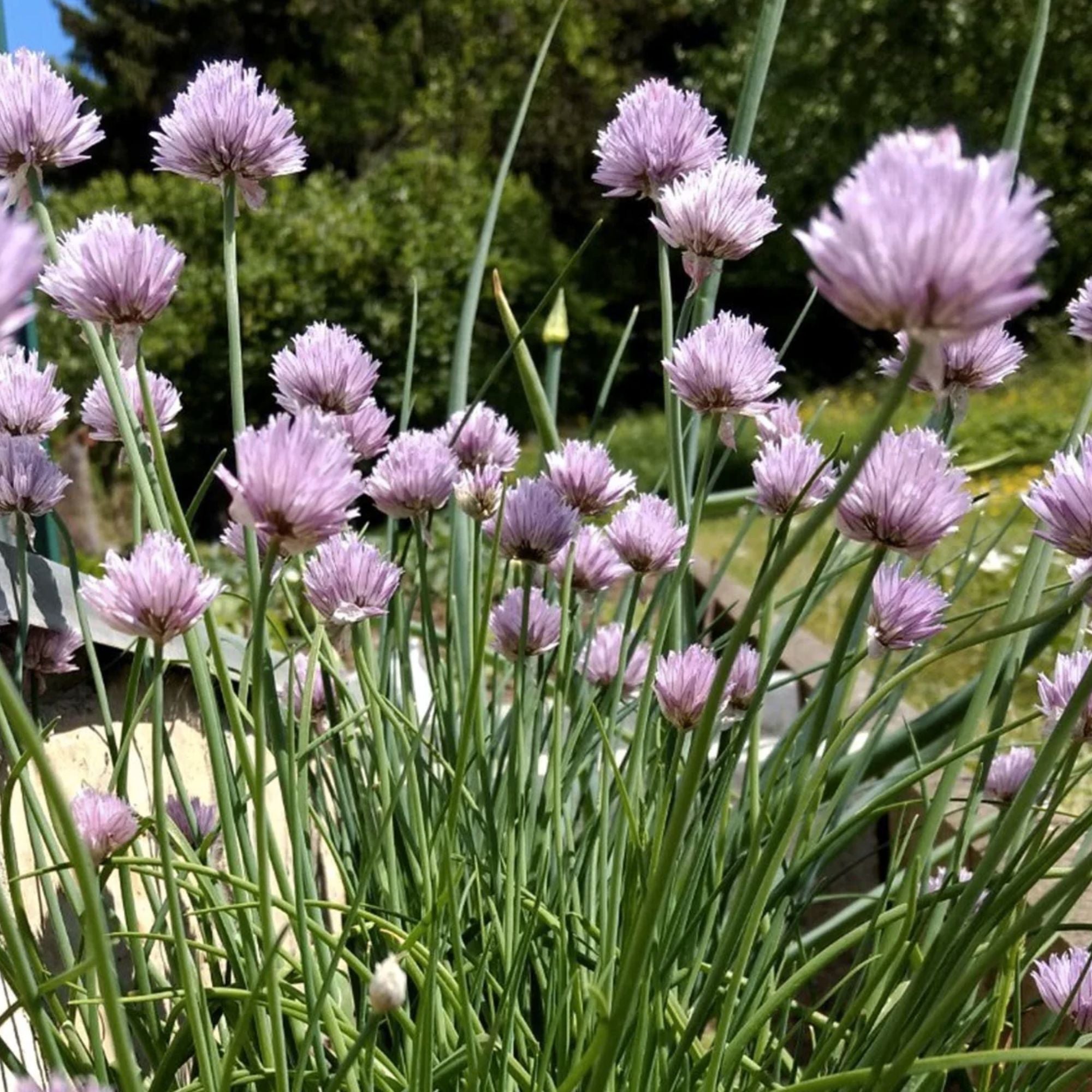 Chive Seeds 100 Count – Allium schoenoprasum Herb for Gardening, Cooking, Easy Grow, Live Plant, Herb Starter, Kitchen Herb