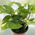 Rooted Green Pothos Cuttings Epipremnum aureum Indoor Houseplant Easy Care Live Plant