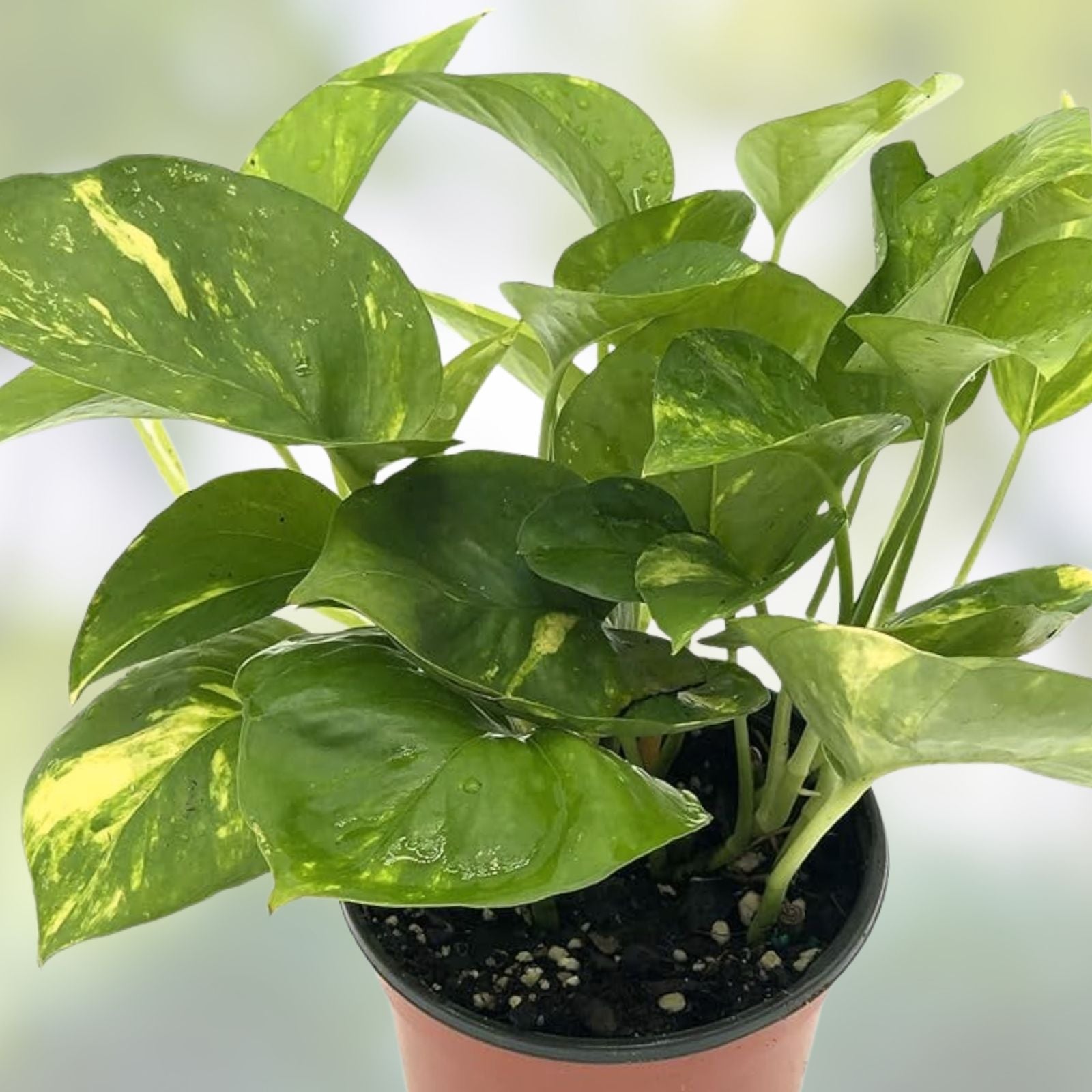 Rooted Green Pothos Cuttings Epipremnum aureum Indoor Houseplant Easy Care Live Plant