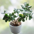 Green Jade Succulent Cuttings Crassula Argentea Live Plant Starter Pack for Indoor Garden and Decoration