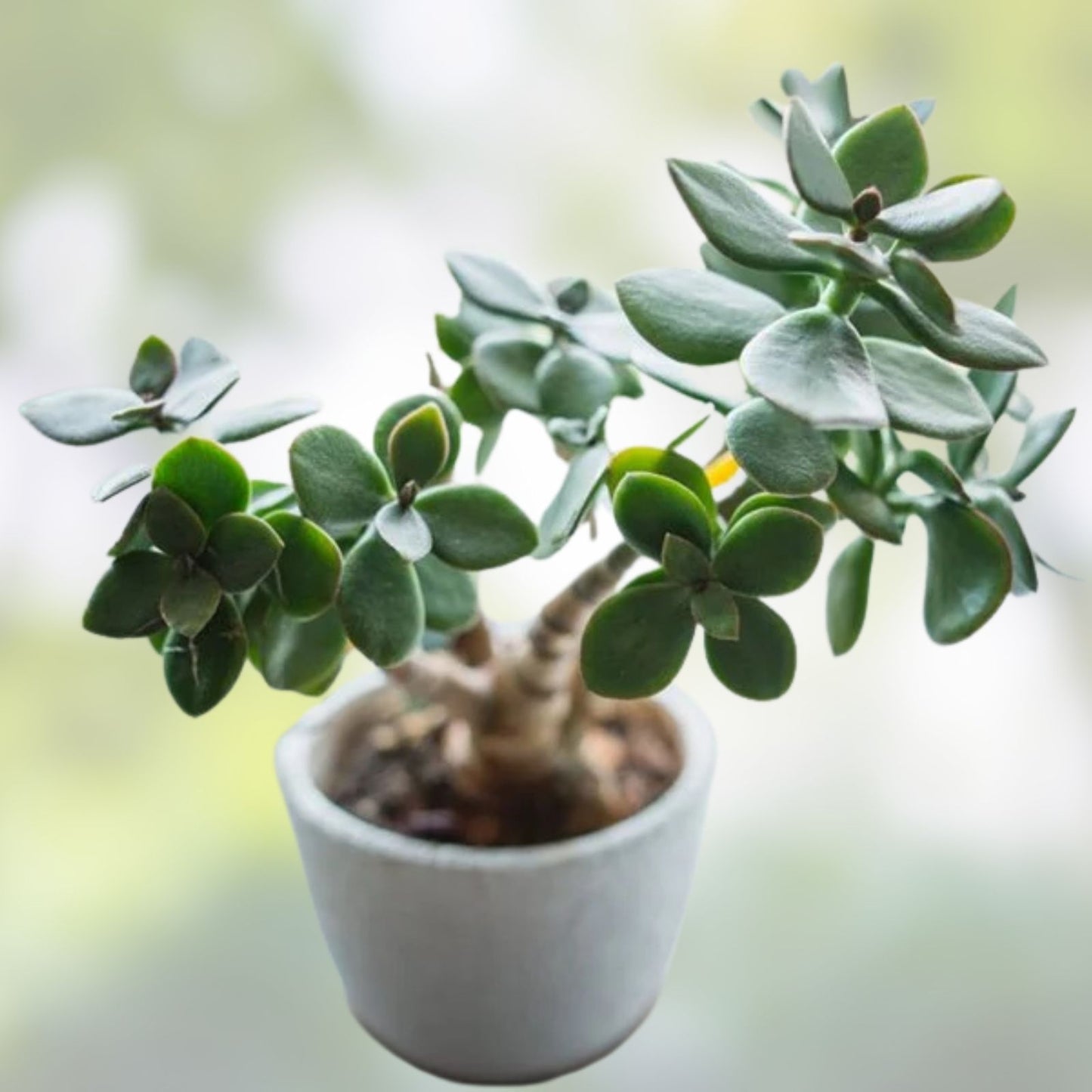 Green Jade Succulent Cuttings Crassula Argentea Live Plant Starter Pack for Indoor Garden and Decoration