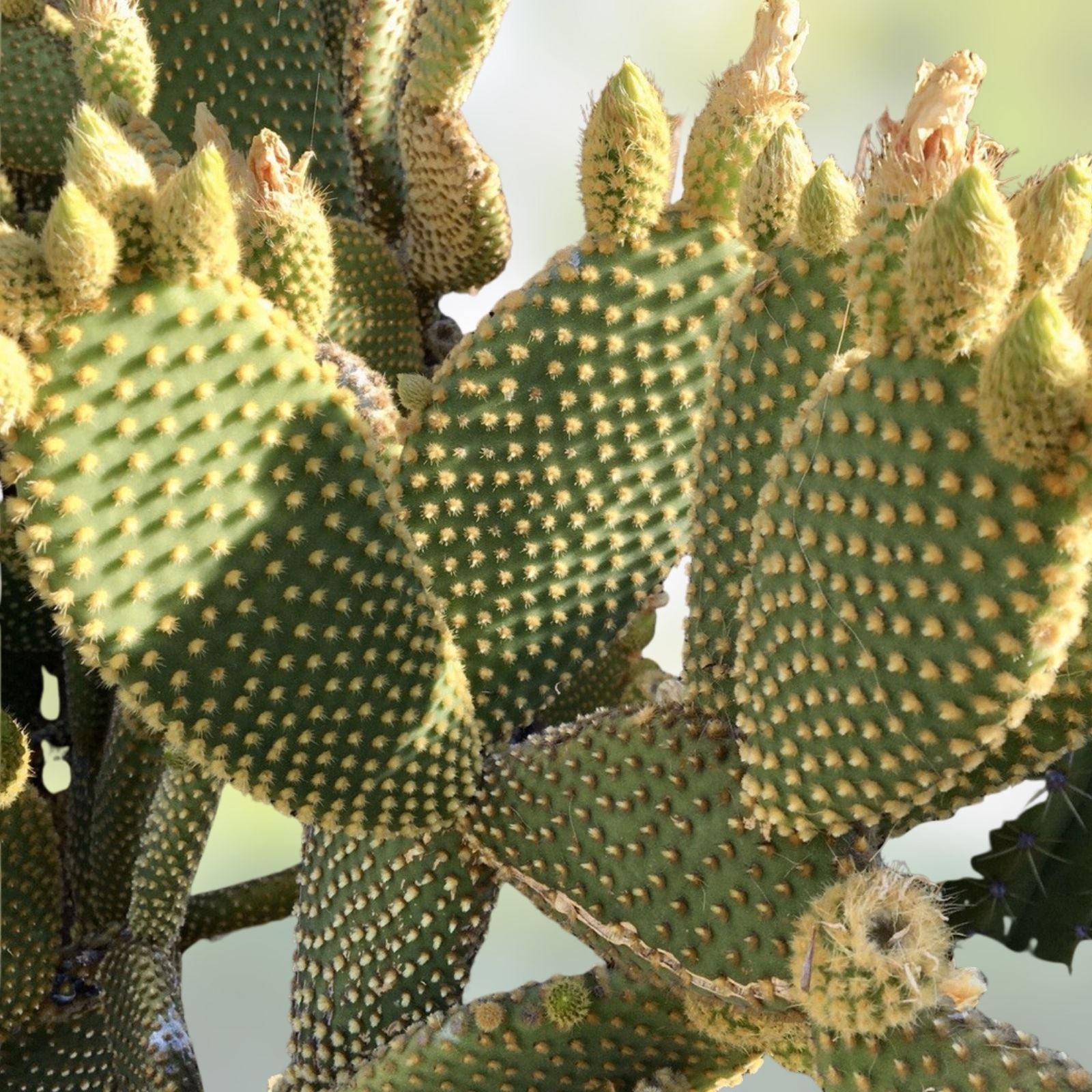 Bunny Ears Cactus Cuttings 20 Pack Opuntia microdasys Succulents Live Houseplants Gardening Decor Non-GMO