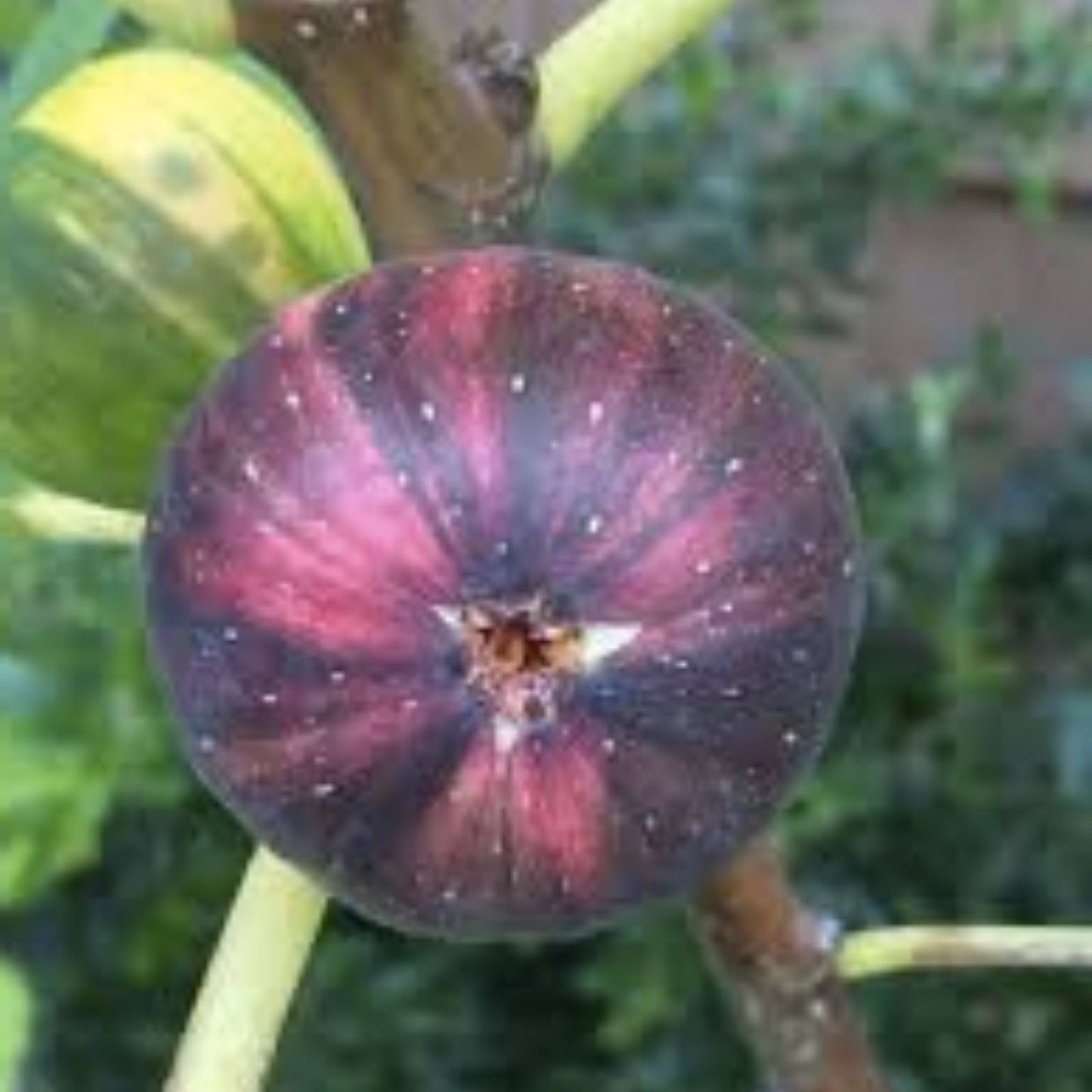 Martinenca Rimada Fig Tree Cuttings - Purple Striped Variegated Ficus carica Fruit Plant - Live Starter Plant