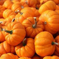 Libby Pumpkin Seeds 20 Count Edible Snack Seeds Cucurbita pepo Brown Orange Planting or Snacking