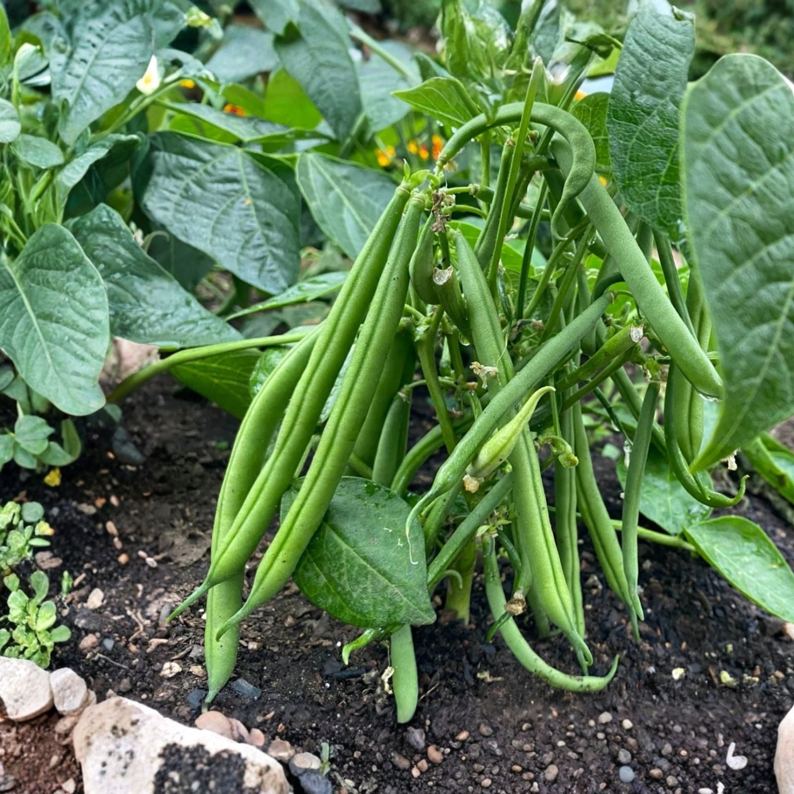 Top Crop Bush Bean Seeds Heirloom Phaseolus vulgaris 500+ Live Plant Starter Bare Root Cutting