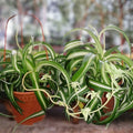 Variegated Bonnie Curly Spider Plant Cuttings – Live Chlorophytum comosum Houseplant Starter Plants