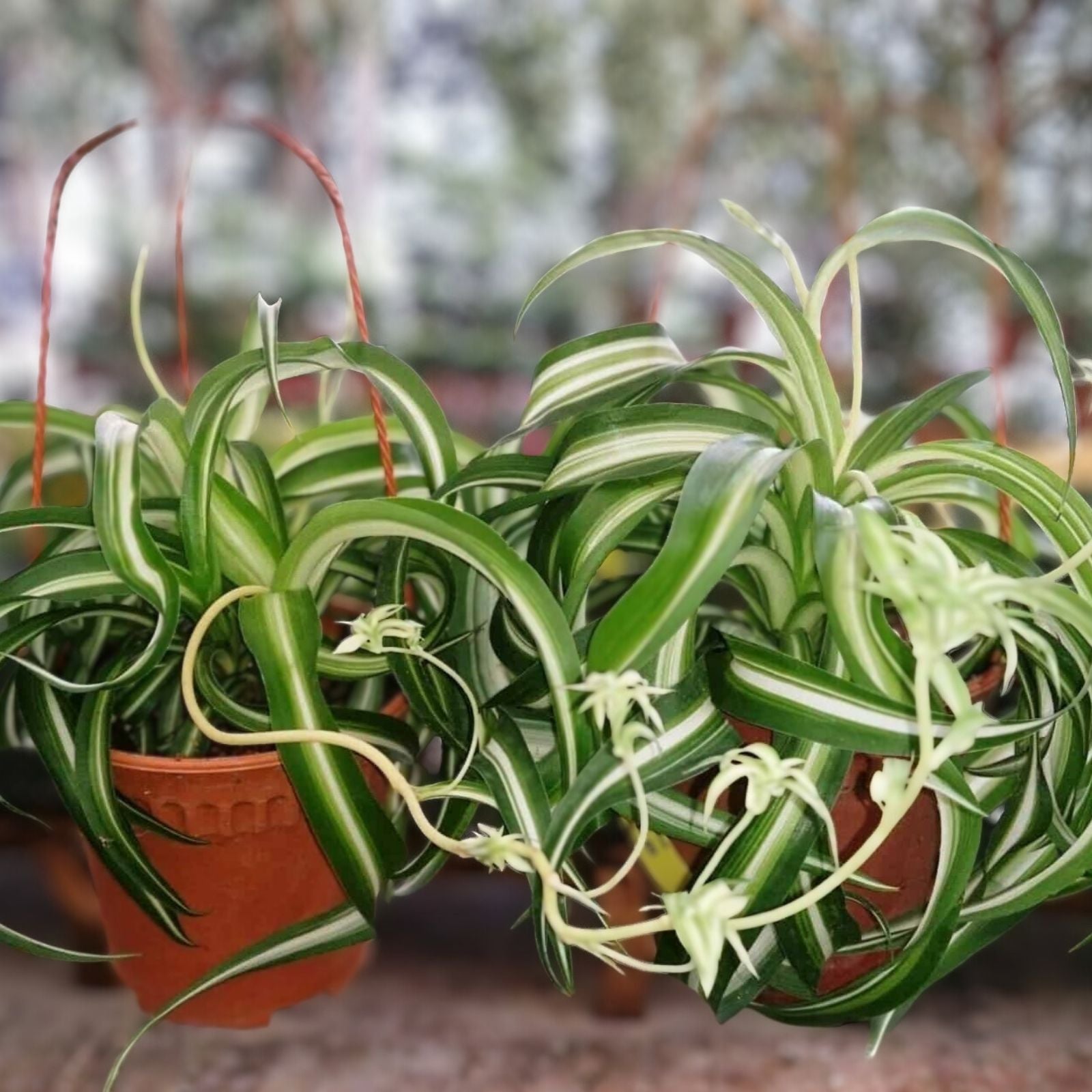 Variegated Bonnie Curly Spider Plant Cuttings – Live Chlorophytum comosum Houseplant Starter Plants