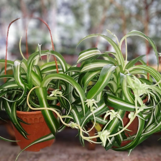 Variegated Bonnie Curly Spider Plant Cuttings – Live Chlorophytum comosum Houseplant Starter Plants