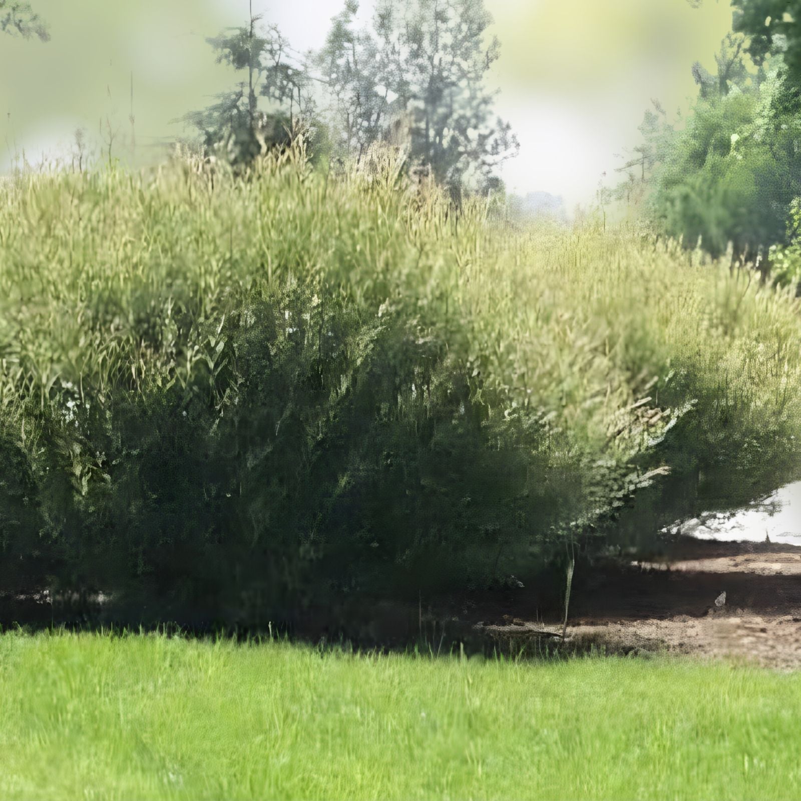 Willow Bush Cuttings Privacy Hedge Green Foliage Fast-Growing Shrubs Live Plant Salix purpurea