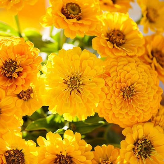 Lemon Meringue Zinnia Mix Seeds, 100 Organic Zinnia elegans Flower Seeds, Colorful Annual, USA Grown, Free Shipping
