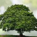 Sycamore Tree Set of 2 Bare Root Live Plants 18+ Inches Deciduous Platanus occidentalis