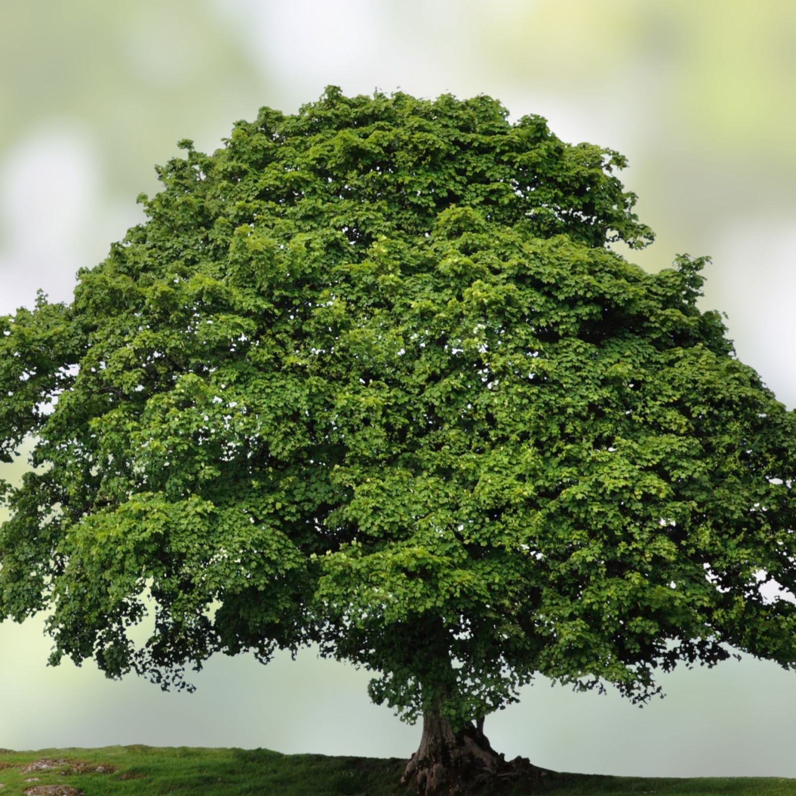 Sycamore Tree Set of 2 Bare Root Live Plants 18+ Inches Deciduous Platanus occidentalis