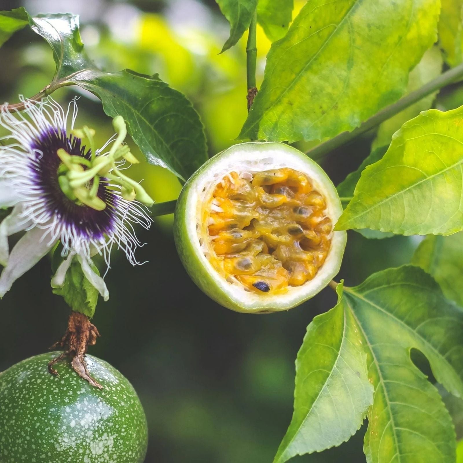 Passion Fruit Plant Cuttings 8-10” Passiflora Edulis Tropical Fruit Vine for Gardening No Root Fresh Passiflora