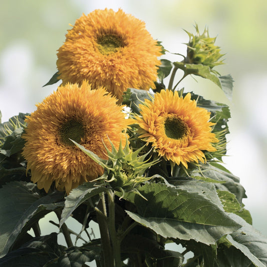 Organic Goldy Double Sunflower Seeds 20 Count Helianthus annuus Non-GMO Heirloom Flower Seeds USA Grown