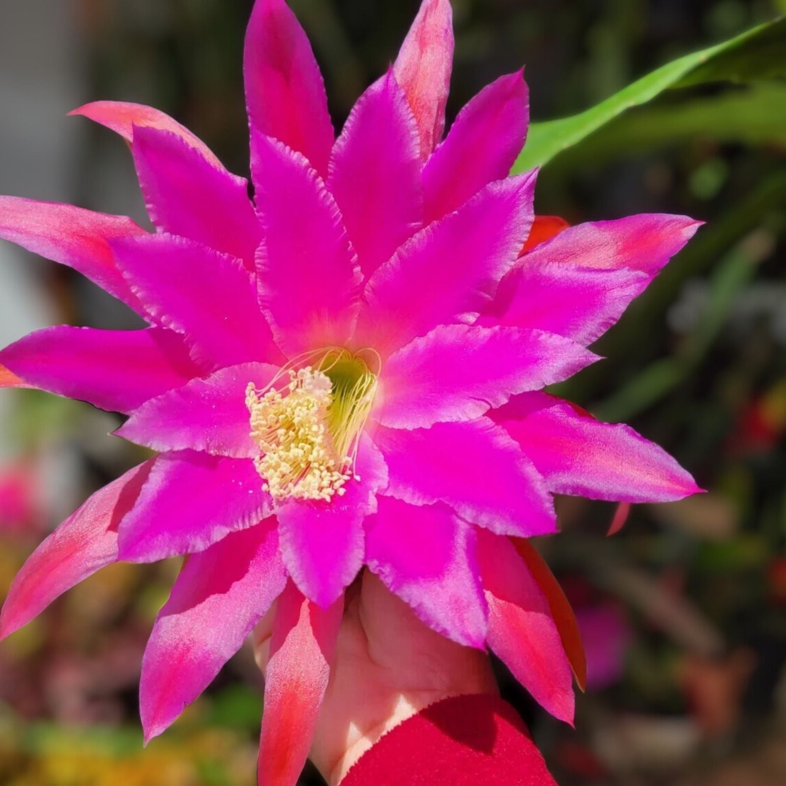 Epiphyllum Chanteuse Unrooted Cuttings 8-10 Inches Orchid Cactus Epiphyllum - Bloom Haven Nursery