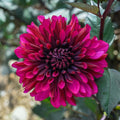 Dahlia Bulb Tuber Red Purple Flowers Garden Plant Live Starter 8-10"