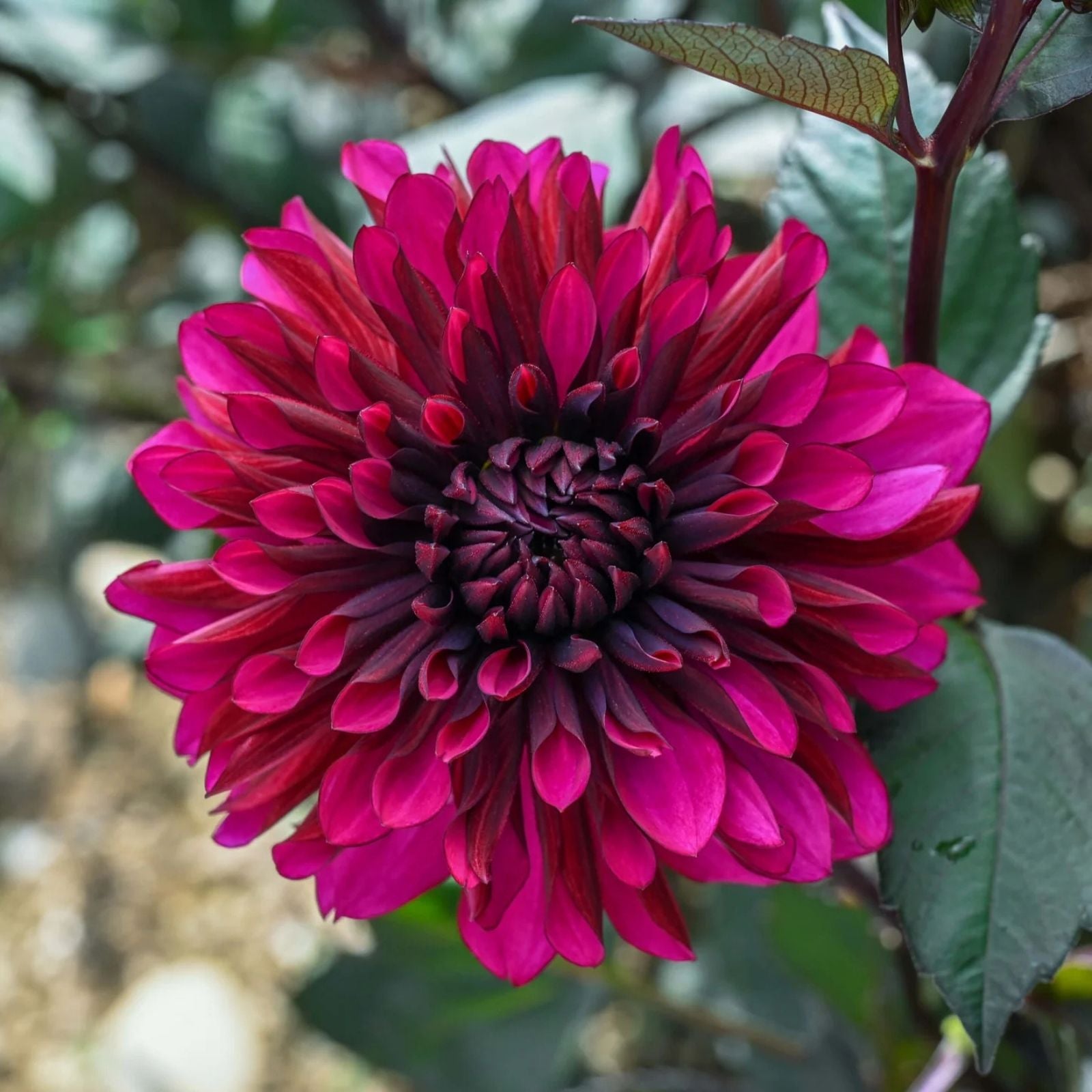 Dahlia Bulb Tuber Red Purple Flowers Garden Plant Live Starter 8-10"