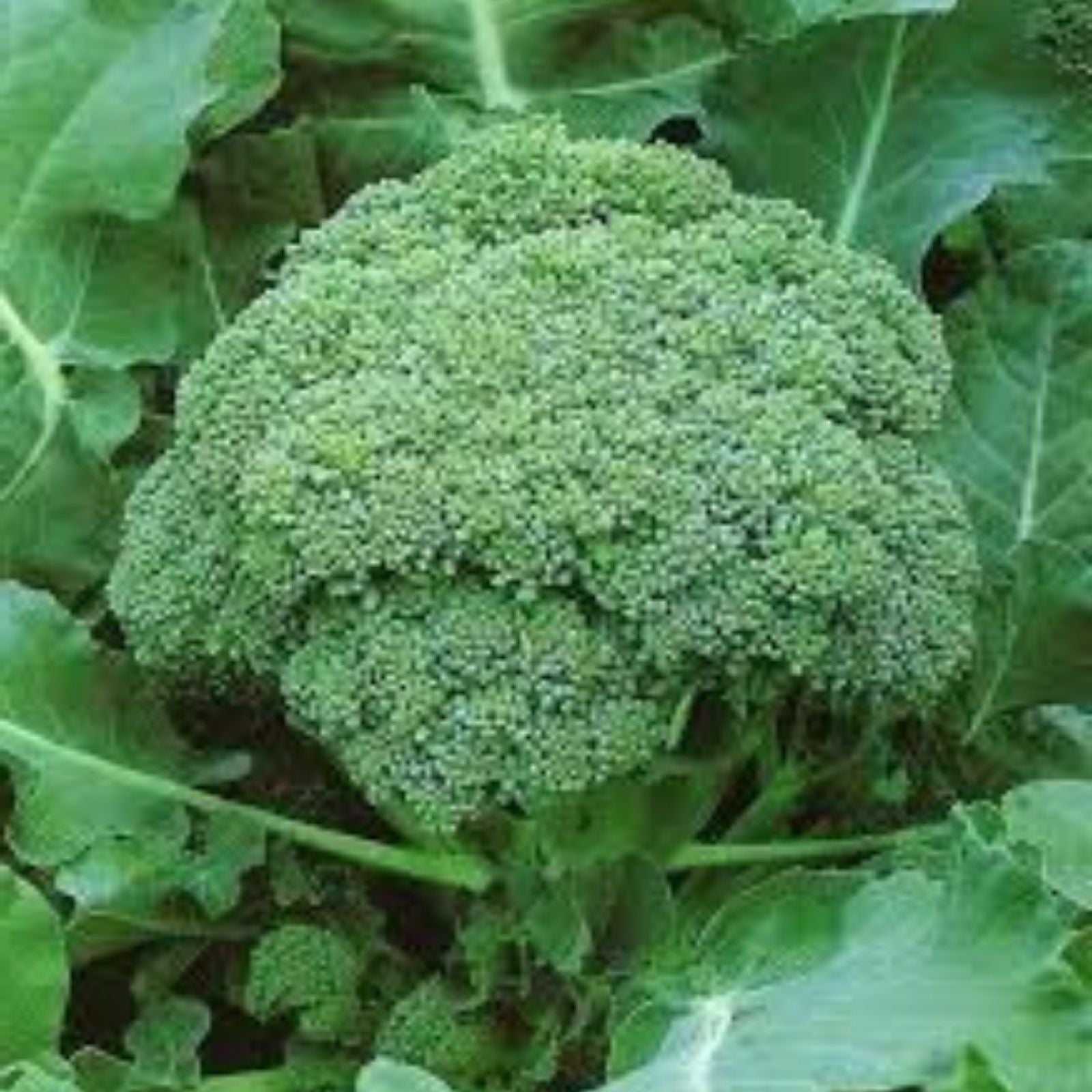 Broccoli Seeds Heirloom Green Sprouting Calabrese Non-GMO Vegetable Seeds for Home Garden 25+