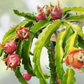 Mystery Dragonfruit Cuttings 4+ Inches Fully Rooted Hylocereus Fruit Plant 4 Varieties Live Plant Houseplant