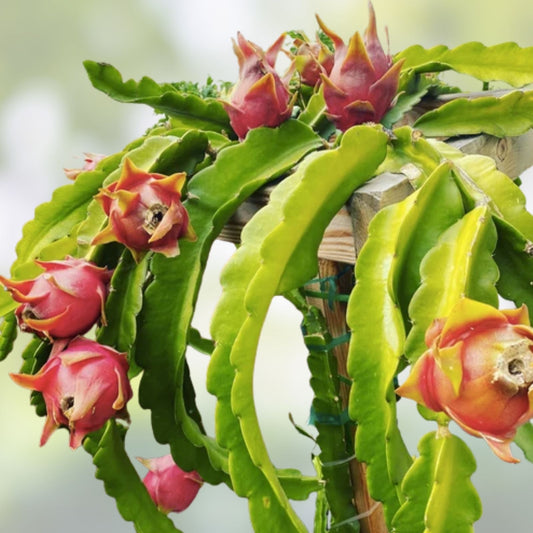 Mystery Dragonfruit Cuttings 4+ Inches Fully Rooted Hylocereus Fruit Plant 4 Varieties Live Plant Houseplant
