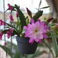 Epiphyllum Mystic Mood Orchid Cactus Cutting Rare Exotic Houseplant Live Plant Starter