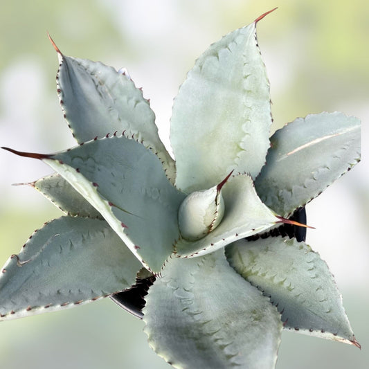 Agave Species Seed Mix - 10 Seeds - Drought Tolerant Succulent Seeds - Mixed Varieties - Agave spp.