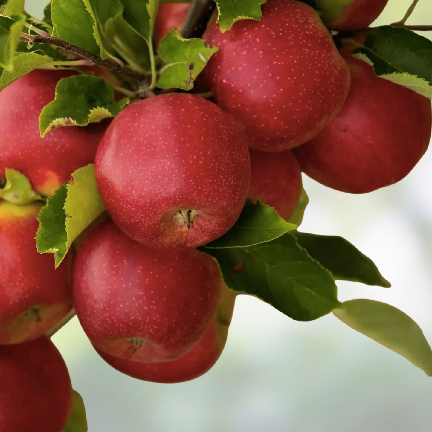 Apple Tree Seeds 30 Pack – Malus pumila Fruit Tree Seeds for Planting, Garden Growing Supplies, Live Plant Starter