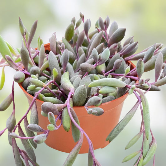 Othonna Capensis Ruby Necklace Succulent Cuttings - 4 Pieces, 3-4" Hanging Indoor Plant, Easy Care Crassulaceae