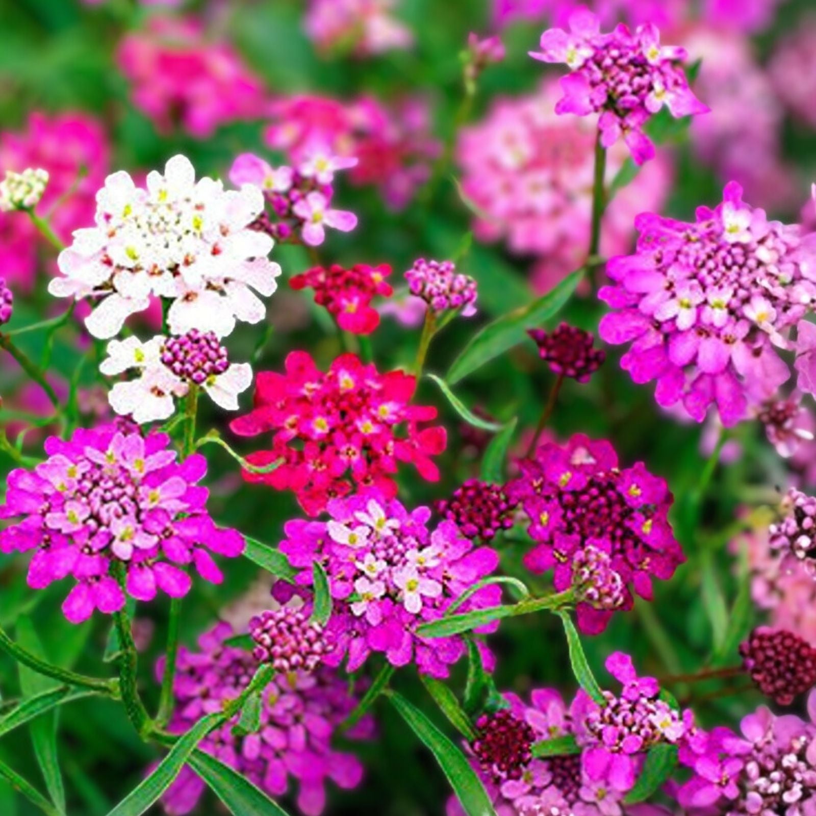 Candytuft Seeds Dwarf Fairy Mix Iberis umbellata Pink Lavender White Flower Seeds 50+ Live Plant Cutting Bare Root Starter Plant