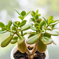 Rooted Indoor Plants Set - Jade, Cactus & Pothos Varieties - Home Decor - Crassula ovata, Opuntia, Epipremnum aureum