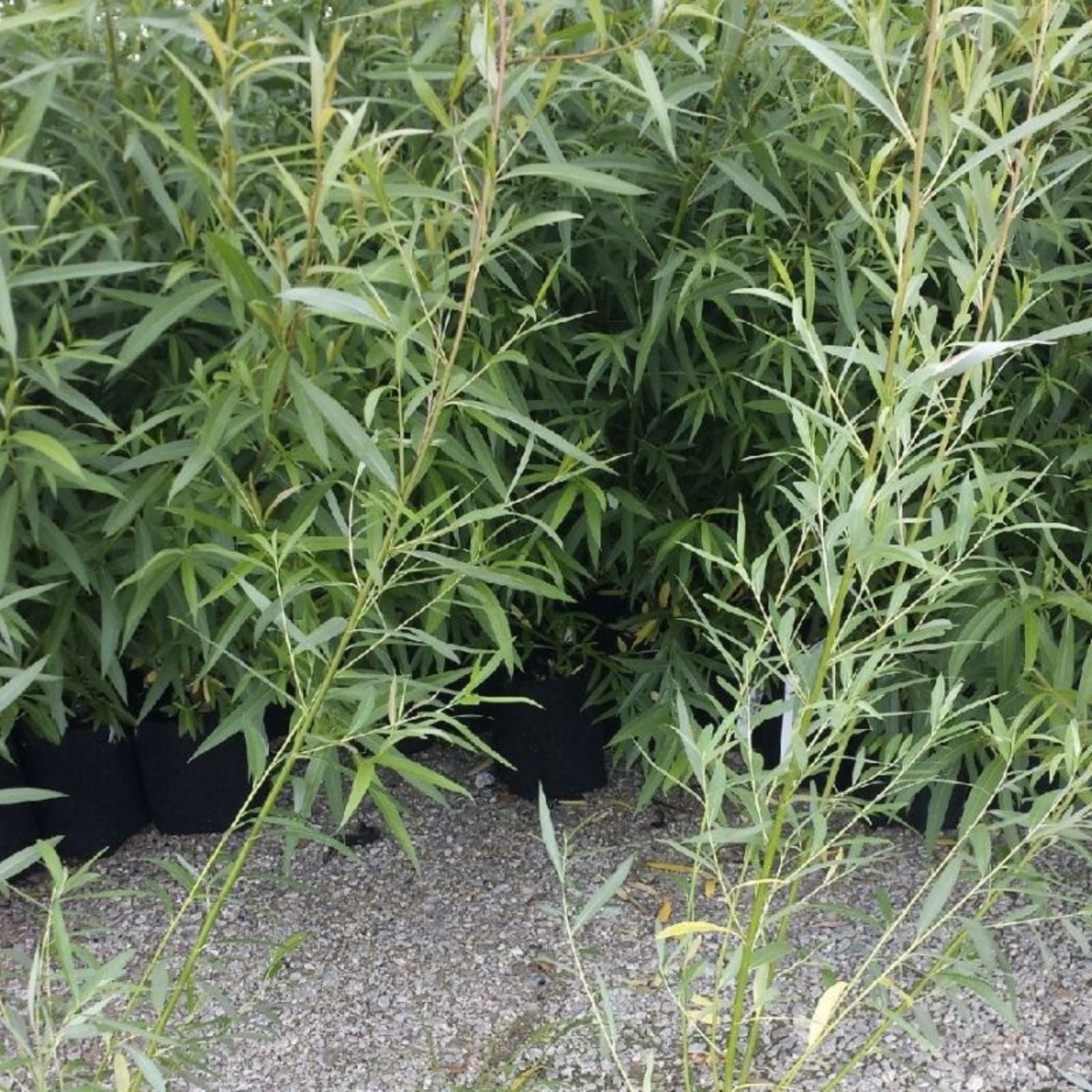 Jumbo Hybrid Willow Cuttings 5/8-1 inch Thick, Fast Growing Live Plant for Landscaping and Privacy Screening, Salix X