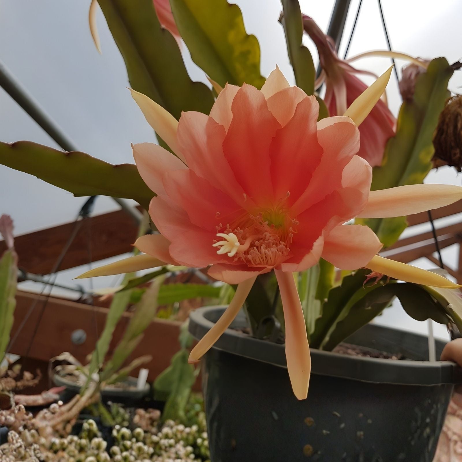Epiphyllum Jan Killian Cutting Rare Orchid Cactus Tropical Houseplant Succulent Starter Plant