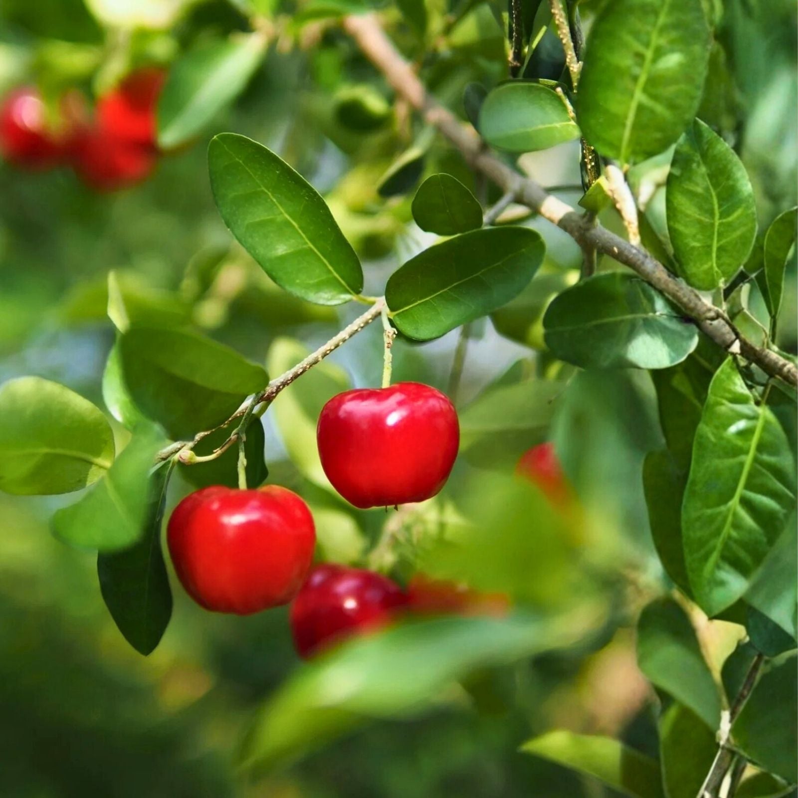 Barbados Cherry Plant Acerola Cherry Tree Live Starter Fruit-Bearing High Vitamin C Malpighia emarginata